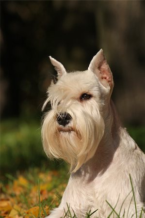 schottischer terrier - The portrate of white dog on green Stockbilder - Microstock & Abonnement, Bildnummer: 400-05388003