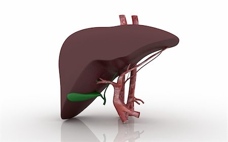 3d Liver and Gallbladder on a white background Stock Photo - Budget Royalty-Free & Subscription, Code: 400-05388222
