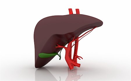 3d Liver and Gallbladder on a white background Stock Photo - Budget Royalty-Free & Subscription, Code: 400-05388223