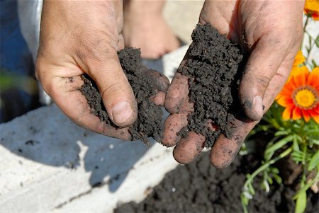 black soil for planting flowers in man hands closeup Stock Photo - Budget Royalty-Free & Subscription, Code: 400-05388324