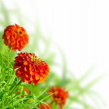 Beautiful zinnias in summer meadow Stockbilder - Microstock & Abonnement, Bildnummer: 400-05388618
