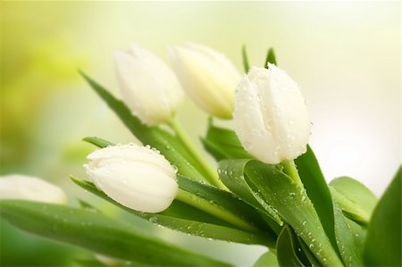 smelling tulip - tulip, flowers Stock Photo - Budget Royalty-Free & Subscription, Code: 400-05388687