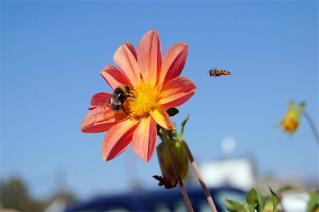 simsearch:400-04593284,k - Bumblebee and wasp pollin flower Foto de stock - Super Valor sin royalties y Suscripción, Código: 400-05388719