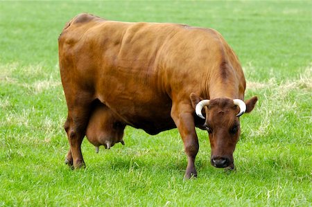 simsearch:400-08075707,k - Cow is standing on a green field eating grass Stockbilder - Microstock & Abonnement, Bildnummer: 400-05388916