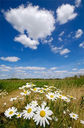 Chamomile flowers on field with blue and cloudy sky. Stockbilder - Microstock & Abonnement, Bildnummer: 400-05388918