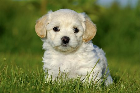 simsearch:400-03979341,k - A Bichon Havanais puppy resting in the sun Stock Photo - Budget Royalty-Free & Subscription, Code: 400-05388924
