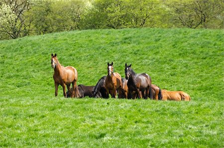 simsearch:400-04067845,k - Many horses on a green field. Photographie de stock - Aubaine LD & Abonnement, Code: 400-05388929