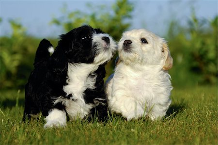 Two sweet puppy dogs in nature. Stockbilder - Microstock & Abonnement, Bildnummer: 400-05388923
