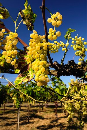 paolikphoto (artist) - Bunches of ripe grapes in a vineyard Stock Photo - Budget Royalty-Free & Subscription, Code: 400-05388934