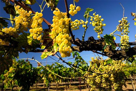paolikphoto (artist) - Bunches of ripe grapes in a vineyard Stock Photo - Budget Royalty-Free & Subscription, Code: 400-05388935