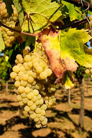 paolikphoto (artist) - Bunches of ripe grapes in a vineyard Stock Photo - Budget Royalty-Free & Subscription, Code: 400-05388936