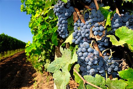 paolikphoto (artist) - Bunches of ripe grapes in a vineyard Stock Photo - Budget Royalty-Free & Subscription, Code: 400-05388937