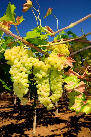 paolikphoto (artist) - Bunches of ripe grapes in a vineyard Stock Photo - Budget Royalty-Free & Subscription, Code: 400-05388938