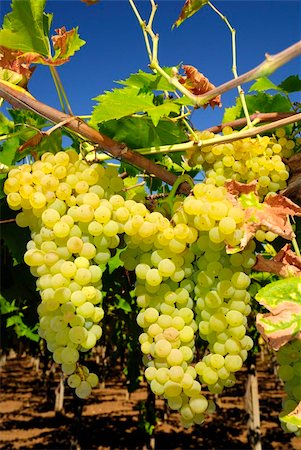 paolikphoto (artist) - Bunches of ripe grapes in a vineyard Stock Photo - Budget Royalty-Free & Subscription, Code: 400-05388939