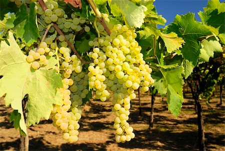 paolikphoto (artist) - Bunches of ripe grapes in a vineyard Stock Photo - Budget Royalty-Free & Subscription, Code: 400-05388932