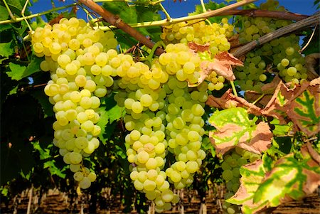paolikphoto (artist) - Bunches of ripe grapes in a vineyard Stock Photo - Budget Royalty-Free & Subscription, Code: 400-05388940