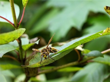 simsearch:400-04909471,k - This is hornet on leaf. It is theme of nature. Photographie de stock - Aubaine LD & Abonnement, Code: 400-05389049