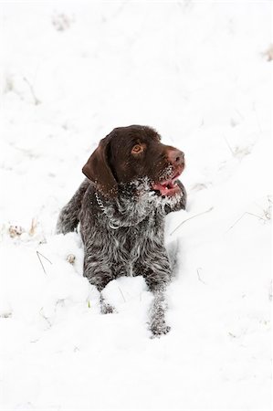 lying hunting dog Stockbilder - Microstock & Abonnement, Bildnummer: 400-05380039