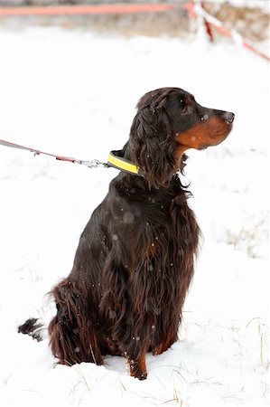 simsearch:400-05888885,k - sitting hunting dog Foto de stock - Royalty-Free Super Valor e Assinatura, Número: 400-05380033