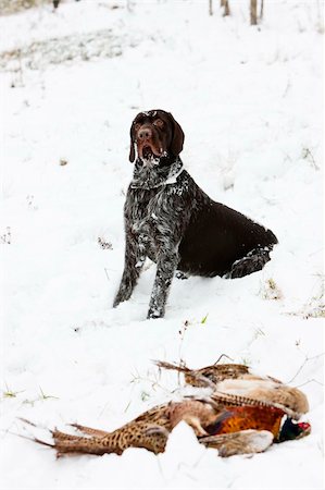 fasan - hunting dog with a catch Stockbilder - Microstock & Abonnement, Bildnummer: 400-05380040
