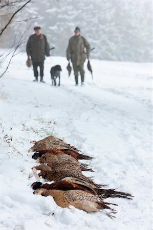 fasan - hunters at hunt Stockbilder - Microstock & Abonnement, Bildnummer: 400-05380041