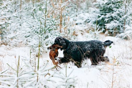 pheasant - hunting dog with a catch Foto de stock - Super Valor sin royalties y Suscripción, Código: 400-05380043