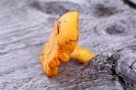 simsearch:400-07217319,k - Picked orange chanterelle laying on whethered wood bench Stock Photo - Budget Royalty-Free & Subscription, Code: 400-05380133
