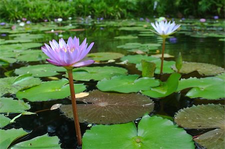 simsearch:400-04017981,k - Twin lotus in pond. Photographie de stock - Aubaine LD & Abonnement, Code: 400-05380176