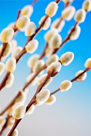 Spring pussy willow branches on blue background Stock Photo - Royalty-Free, Artist: Elenathewise, Image code: 400-05380339