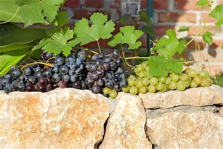 dry fruits crops - green and red  ripe grapes over stone fence Stock Photo - Budget Royalty-Free & Subscription, Code: 400-05380407
