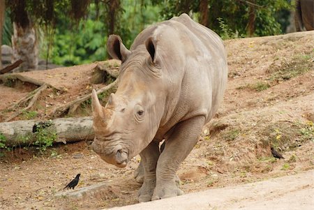 simsearch:400-04455503,k - The rhinoceros close up in the zoo Stock Photo - Budget Royalty-Free & Subscription, Code: 400-05380450