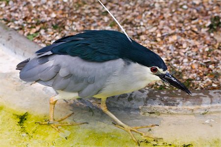 simsearch:400-05332384,k - Black crowned night heron  is the most widespread heron in the world Fotografie stock - Microstock e Abbonamento, Codice: 400-05380716