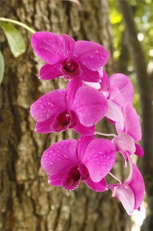 simsearch:841-02946335,k - Pink orchid growing on tree after falling rain Fotografie stock - Microstock e Abbonamento, Codice: 400-05380772