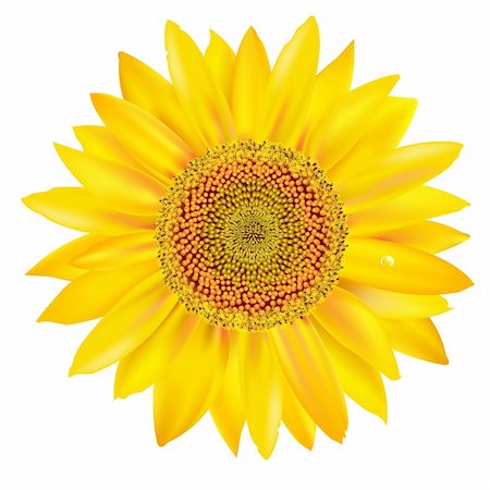 Sunflower Petals Closeup, Isolated On White Background, Vector Illustration Foto de stock - Super Valor sin royalties y Suscripción, Código: 400-05380833