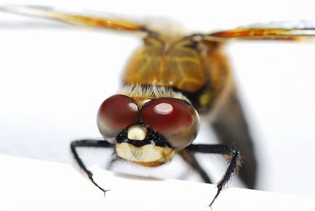 damselfly - dragonfly view large multifaceted eyes close Stock Photo - Budget Royalty-Free & Subscription, Code: 400-05381067