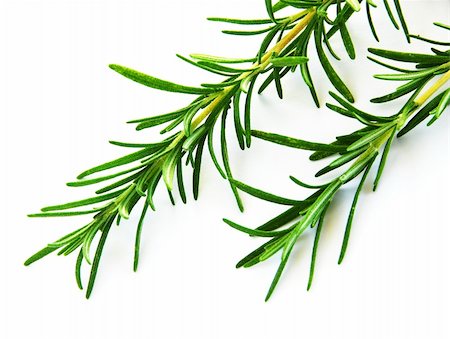 rosemary sprig - fresh rosemary green sprigs over white background Stock Photo - Budget Royalty-Free & Subscription, Code: 400-05381074
