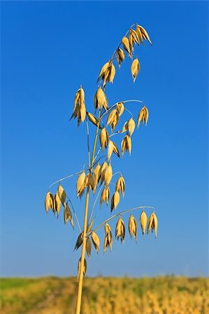 Ripened spike of oats over the field against blue sky Stock Photo - Budget Royalty-Free & Subscription, Code: 400-05381309