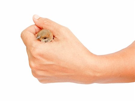 der spatz in der hand - Sparrow held in Thai woman hand isolated on white background Stockbilder - Microstock & Abonnement, Bildnummer: 400-05381403