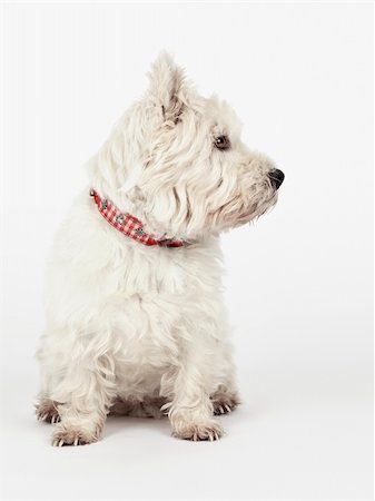 simsearch:400-04185240,k - A nice white Terrier is looking to the right side Stock Photo - Budget Royalty-Free & Subscription, Code: 400-05381600