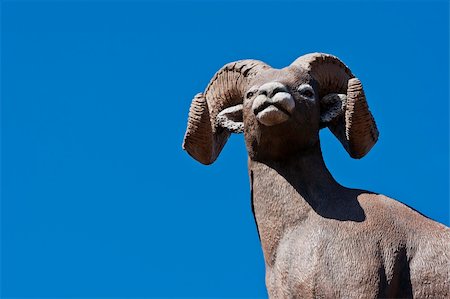 simsearch:400-04707302,k - The Bighorn sheep (Ovis canadensis) is a species of sheep in North America[4] named for its large horns. These horns can weigh up to 30 pounds (14 kg), while the sheep themselves weigh up to 300 pounds (140 kg). Recent genetic testing indicates that there are three distinct subspecies of Ovis canadensis, one of which is endangered: Ovis canadensis sierrae. Sheep originally crossed to North America Stock Photo - Budget Royalty-Free & Subscription, Code: 400-05381958