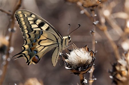 simsearch:400-04513601,k - DominioEukaryota  RegnoAnimalia  PhylumArthropoda  SubphylumHexapoda  ClasseInsecta  OrdineLepidoptera  SuperfamigliaPapilionoidea  FamigliaPapilionidae  SottofamigliaPapilioninae  TribùPapilionini  GenerePapilio  SpecieP. machaon  Nomenclatura binomiale  Papilio machaon  Linnaeus, 1758 Fotografie stock - Microstock e Abbonamento, Codice: 400-05382145