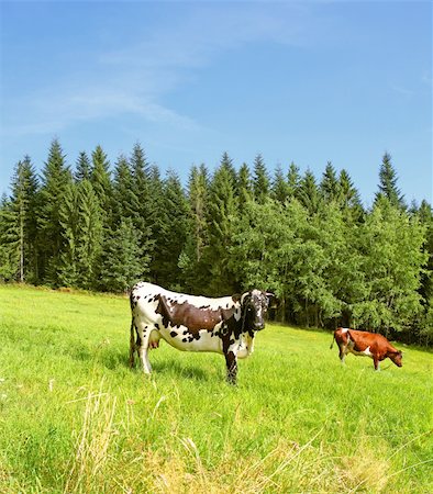 simsearch:400-05139612,k - Cows on a green hill Photographie de stock - Aubaine LD & Abonnement, Code: 400-05382155