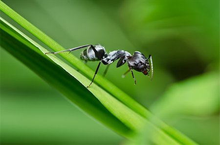 black ant in green nature or in the garden Stock Photo - Budget Royalty-Free & Subscription, Code: 400-05382298