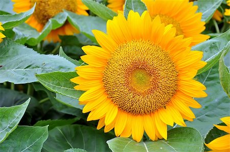 phanlop88 (artist) - Beautiful sunflowers in the field Fotografie stock - Microstock e Abbonamento, Codice: 400-05382334