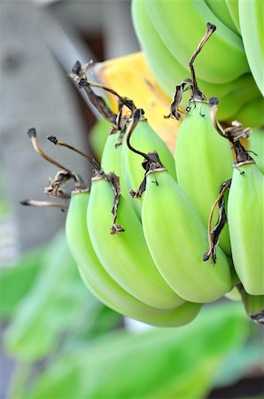 simsearch:400-05382337,k - Green banana on tree and fresh leaf Stock Photo - Budget Royalty-Free & Subscription, Code: 400-05382337