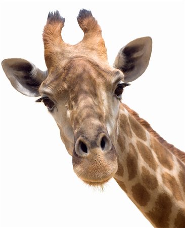 Close up shot of giraffe head isolate on white Stock Photo - Budget Royalty-Free & Subscription, Code: 400-05382422