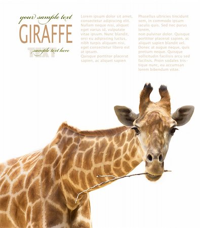 African Safari Close up shot of giraffe chewing a branch. Stock Photo - Budget Royalty-Free & Subscription, Code: 400-05382434