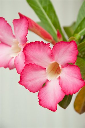 a picture of beautiful pink flower blossom Foto de stock - Royalty-Free Super Valor e Assinatura, Número: 400-05382488
