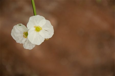 a picture of beautiful white flower blossom Foto de stock - Royalty-Free Super Valor e Assinatura, Número: 400-05382489