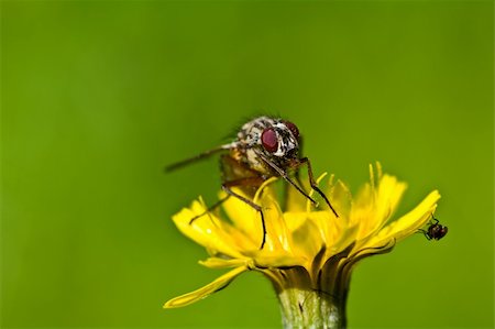 One big fly and one small fly on a yellow flower Stock Photo - Budget Royalty-Free & Subscription, Code: 400-05382645